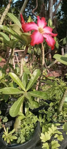 Rosa do deserto