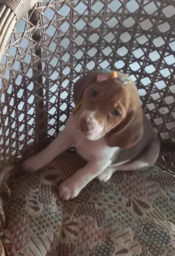 Filhotes beagles machos e femeas
