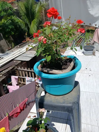 Vaso com flores