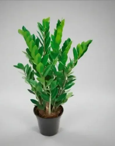 Planta zamiocuca