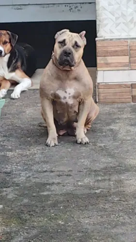 Pit moster doação 