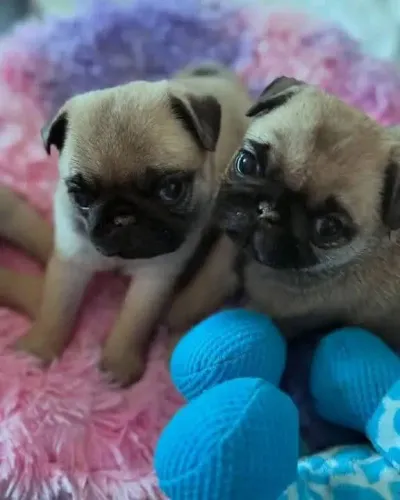 Cachorro filhote pug robusto e pelagem densa saudável com contrato