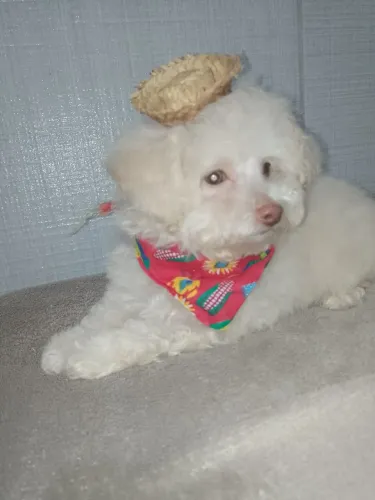 Poodle Toy MACHO de olhos claros