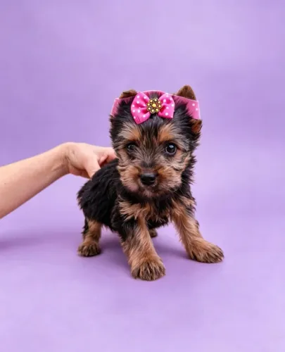 Uma Mini Companheira Especial