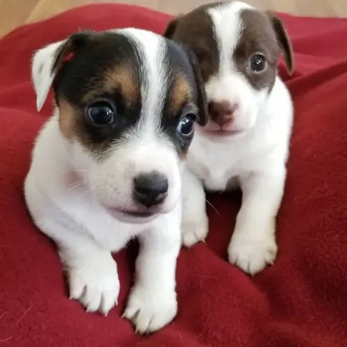 lindos filhotes