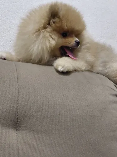 Vendo filhote de spitz alemão anão macho