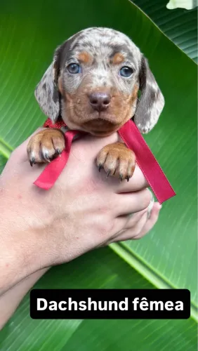 lindos filhotes de basset daschund com garantia 