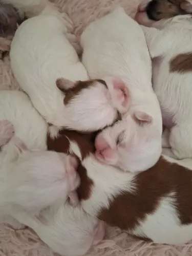 Lindos Filhotes Shitzu