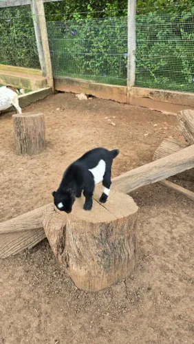 Mini animais / Mini Cabra/ Mini bode