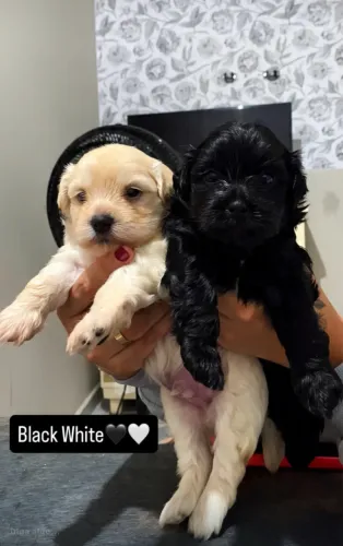 Cachorro shihtzu