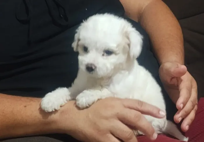 Vendo um poodle macho 