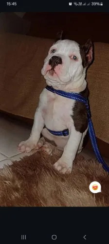 Pitbull American bully
