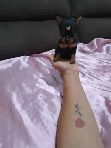 Pinscher fêmea e macho Passo cartão