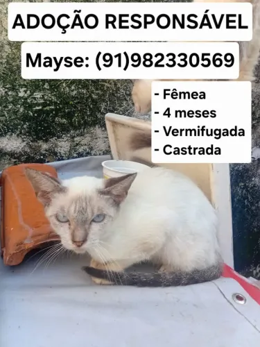 ADOÇÃO GATO