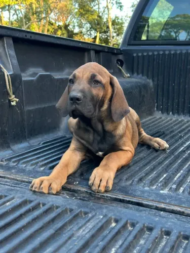 Fila brasileiro