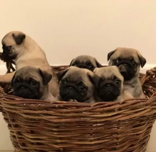 Filhotes de Pug | Pequenos companheiros cheios de alegria!