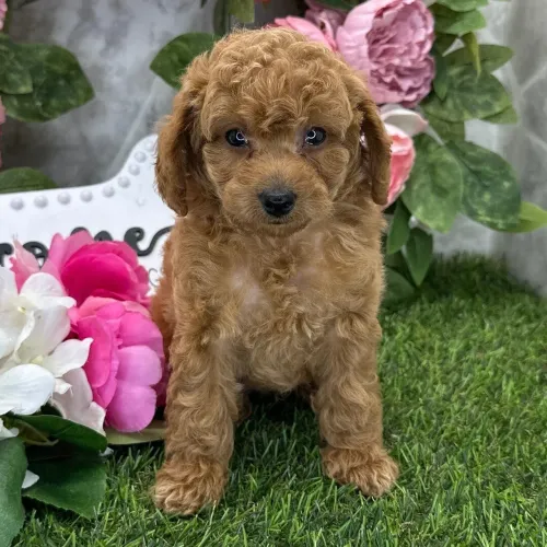 Poodle Toy Red: A raça ideal para quem busca praticidade e amor