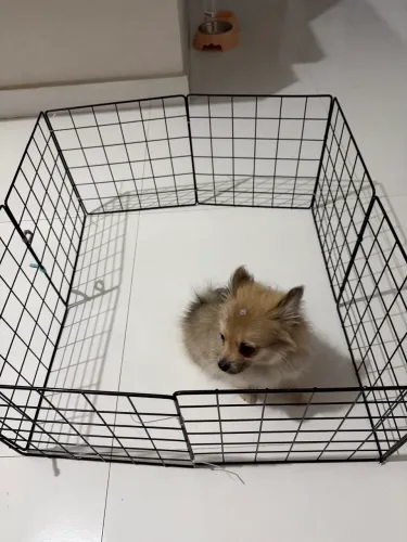 Cercado para cães de pequeno porte