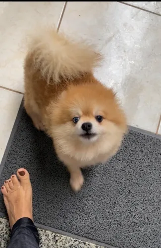 Spitz Alemão Adulto laranja de olho azul