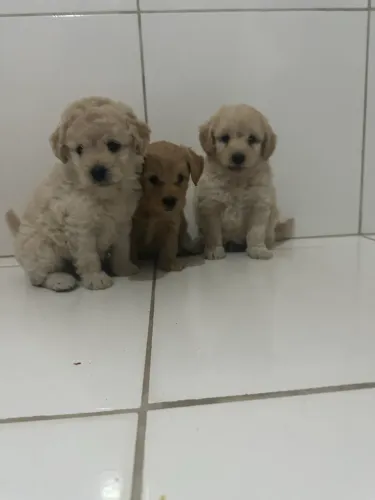 *Poodle com Maltês*  Vendas de lindos filhotes 