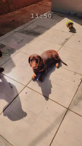 Daschund 
