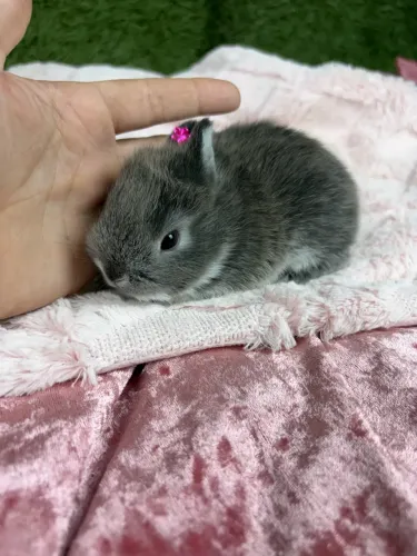 Coelhos netherland dwarf filhotes 