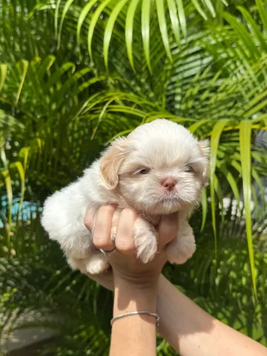 Cachorro Shitzu
