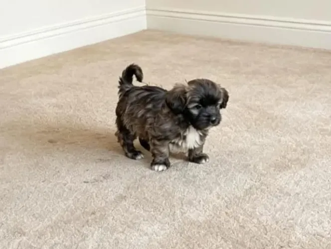 Lindos Filhotes De Shihtzu a pronta entrega 