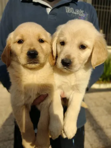 Golden Retriever,Golden Retriever Filhote Estrutura Perfeita Disponível