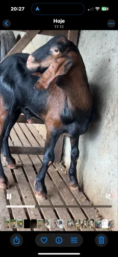 Cabra e bode Anglo Nubiano 