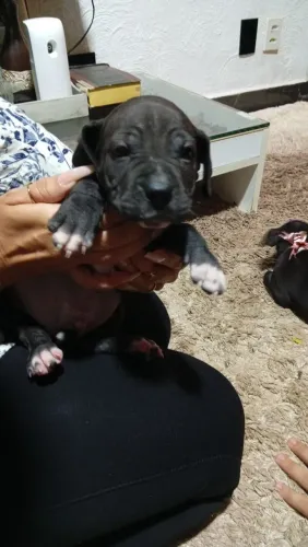 Pit Bull