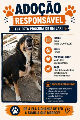 Adoção Responsável - Porte Médio a Grande