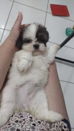 Vende se filhotes de Shitzu 2 fêmeas e 1 macho