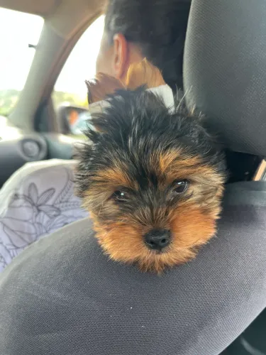 Vende-se filhote de yorkshire terrier
