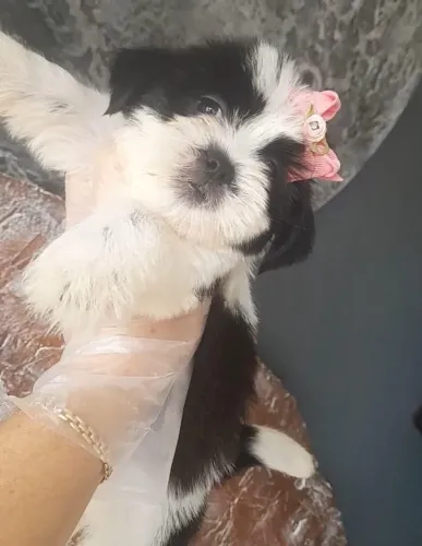 Shih-tzu mini companheira perfeita