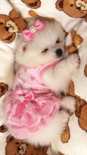 Vendo lindos filhotes Lulu da Pomerania