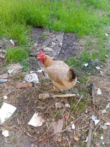 Galinha caipira 