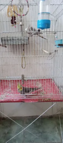 Pra vende ligeiro 