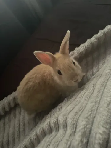 Vendo coelha mini