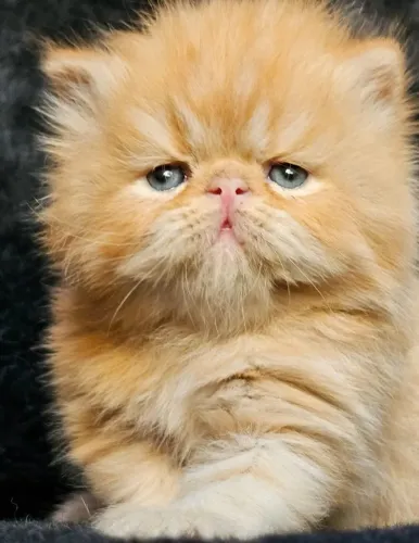 Gato persa Red macho 