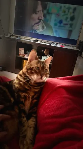 Gato Bengal
