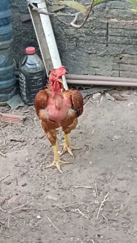 Galo caipira
