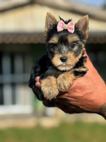 Uma linda yorkshire mini fêmea! 3 Kilos adulta