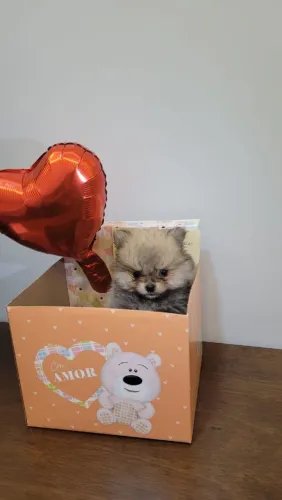 Luluzinhos - Spitz Alemão - Pedigree CBKC - até 18x