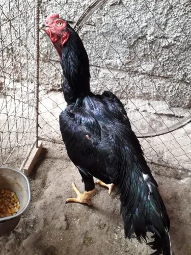 Frango Bico Curto