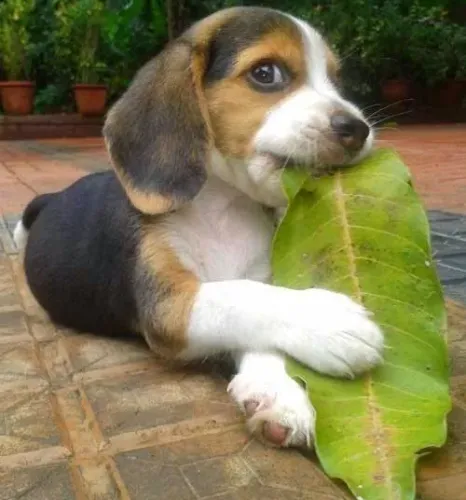 Beagle A surpresa perfeita está aqui