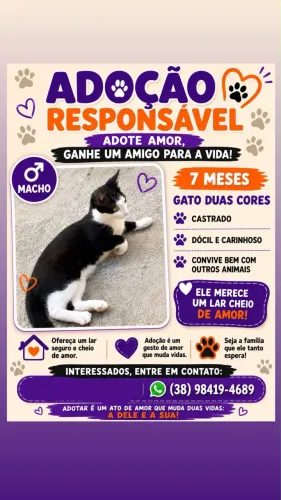 Gatos para adoção responsável