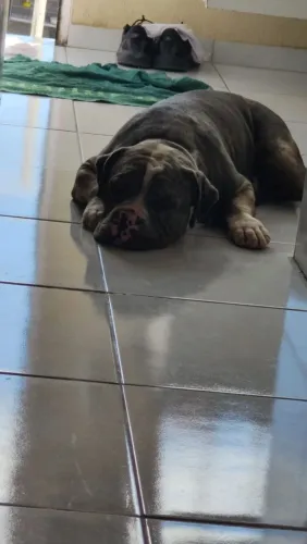 American Bully , valor 1000