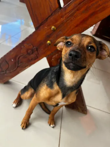 Doa-se cachorrinha 