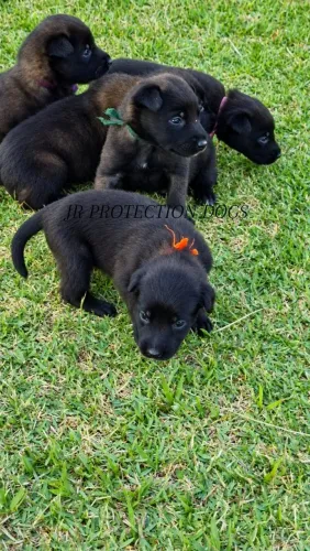 Pastor Belga de Malinois